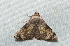 Eubryopterella cinerea
