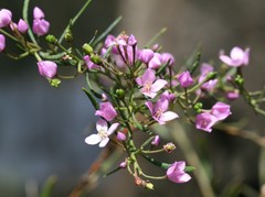 Boronia denticulata