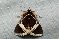 Fodina sumatrensis