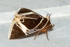 Fodina sumatrensis