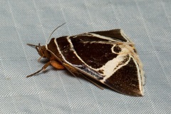 Fodina sumatrensis