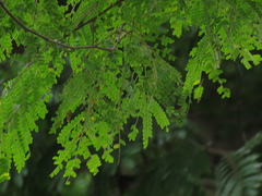 Cenostigma pluviosum