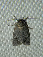 Sympistis dentata