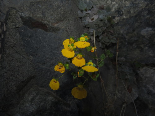 Calceolaria campanae (Calceolaria campanae)