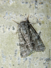 Acronicta impressa