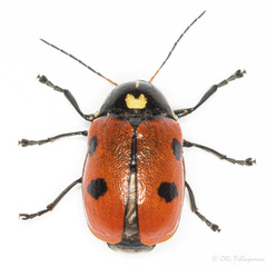 Cryptocephalus cordiger