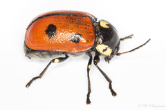 Cryptocephalus cordiger