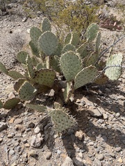 Opuntia arizonica