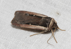 Ochropleura leucogaster