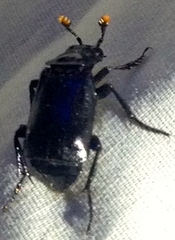 Nicrophorus nigrita