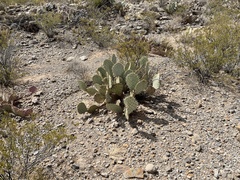 Opuntia arizonica