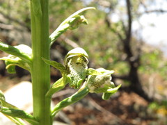 Chloraea cylindrostachya