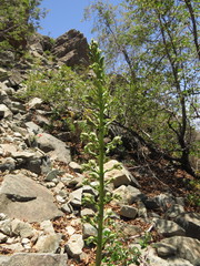 Chloraea cylindrostachya