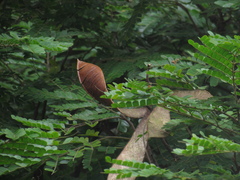 Cenostigma pluviosum