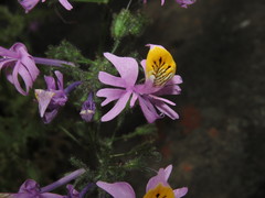 Schizanthus hookeri