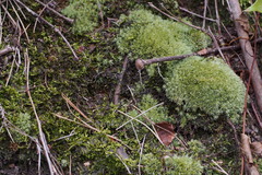 Leucobryum juniperoideum