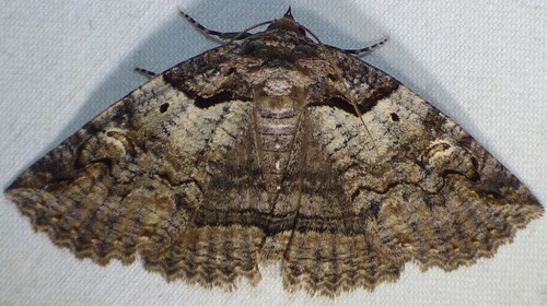 Intent Zale Moth photo 4