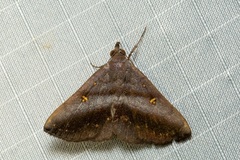 Hadennia mysalis