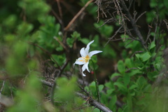 Erythronium montanum