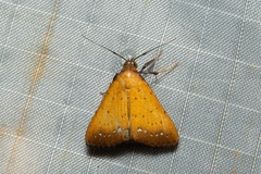 Polypogon mundiferalis