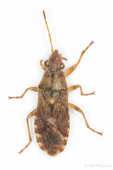 Orsillus depressus