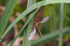 Tipula aino