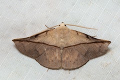 Heterospila nigripalpis
