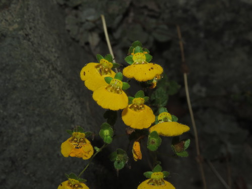 Calceolaria campanae (Calceolaria campanae)