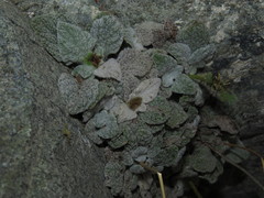 Calceolaria campanae