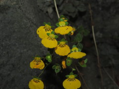 Calceolaria campanae