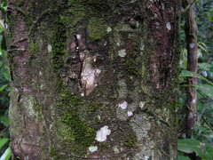 Protium heptaphyllum