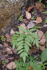 Pteris orizabae