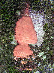 Protium heptaphyllum