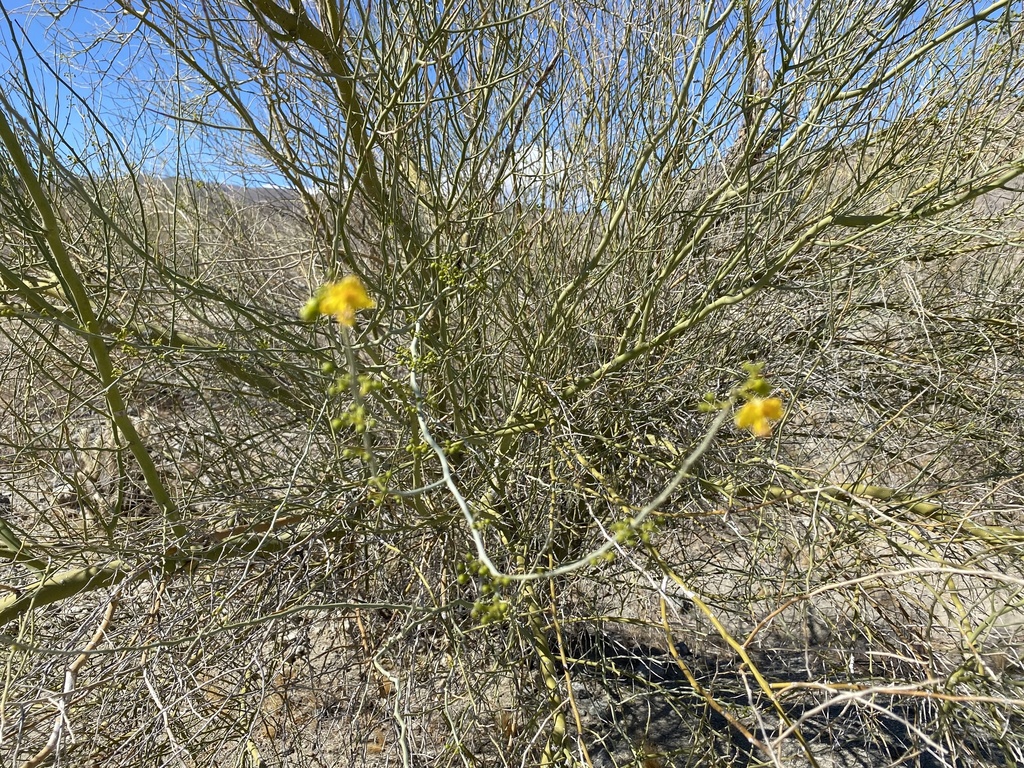 blue palo verde from La Quinta, CA, US on March 13, 2021 at 1041 AM by