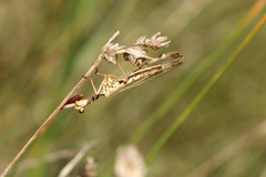 Paramantispa prolixa