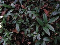 Protium heptaphyllum