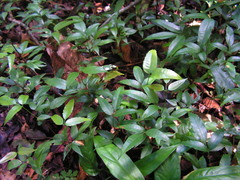 Protium heptaphyllum