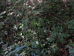 Protium heptaphyllum