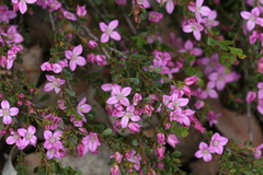 Boronia crenulata