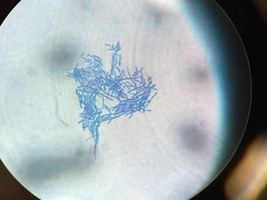 Bacillus