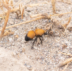Dasymutilla arenivaga