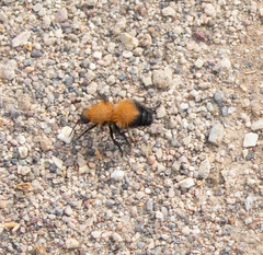 Dasymutilla arenivaga