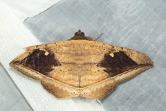 Hulodes drylla