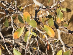 Pseudoziziphus parryi