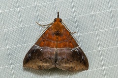 Euphiuche picta