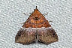 Euphiuche picta