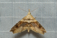Hypenagonia