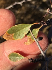 Pseudoziziphus parryi