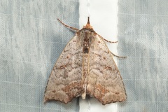 Hyperlopha discontenta