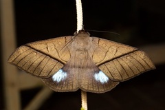 Ischyja hagenii